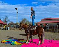 husband-safe-mustang-horse