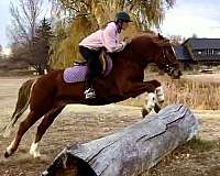 jumping-mustang-horse