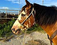 family-draft-horse