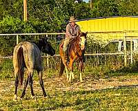 trail-draft-horse