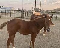 breakaway-roping-stallion