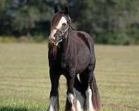 black-gypsy-vanner-gelding