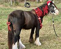 12-hand-gypsy-vanner-gelding