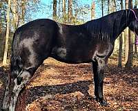 trained-gaited-horse-mare