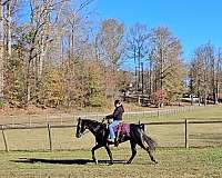 black-see-pictures-horse