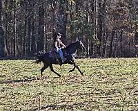 gaited-horse-kentucky-mountain