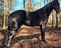 trail-gaited-horse-kentucky-mountain