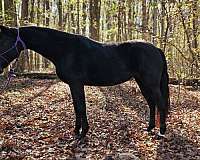 family-horse-kentucky-mountain