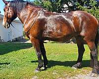 bug-percheron-horse