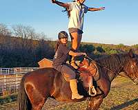 head-percheron-horse