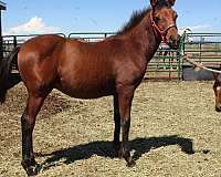 15-hand-iberian-colt