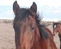 brave-iberian-horse