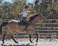 cowboy-mounted-shooting-quarter-horse