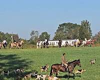 dappled-quarter-horse