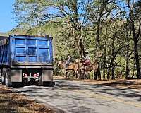 equitation-quarter-horse