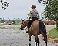 field-hunter-quarter-horse