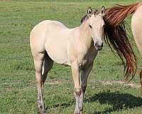 aqha-champion-filly-broodmare