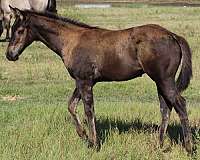 aqha-champion-colt