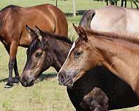 bred-to-colt