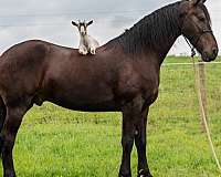 ohio-friesian-horse