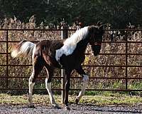 colt-spotted-saddle-horse