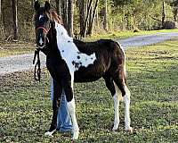 cream-spotted-saddle-horse