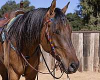 barrel-quarter-horse