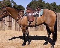 all-around-quarter-horse