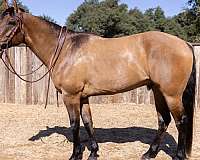 beginner-quarter-horse