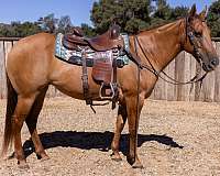 beginner-quarter-horse