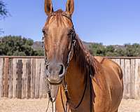 natural-horsemanship-training-quarter-horse