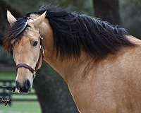 ancce-papers-andalusian-horse