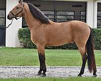 atlanta-andalusian-horse