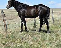 heel-colt-gelding