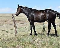 athletic-quarter-horse