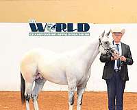 -15-hand-appaloosa-horse