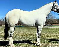 evening-appaloosa-horse