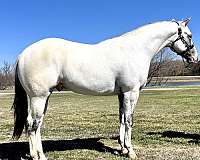 happy-appaloosa-horse