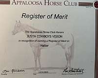 coming-two-year-old-appaloosa-horse