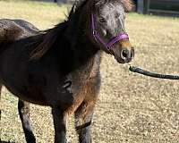 amr-miniature-horse