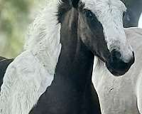 all-around-gypsy-vanner-horse