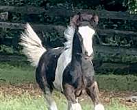 athletic-gypsy-vanner-horse