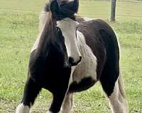 ranch-work-gypsy-vanner-horse