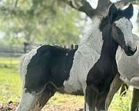 stallion-gypsy-vanner-horse