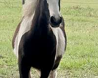 trail-gypsy-vanner-horse