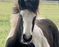 trail-riding-gypsy-vanner-horse