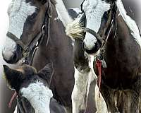 western-dressage-gypsy-vanner-horse