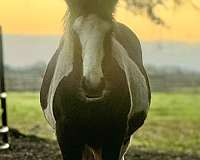 western-pleasure-gypsy-vanner-horse