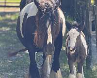 black-gypsy-vanner-colt