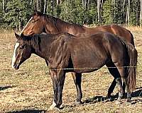 quarter-horse-for-sale